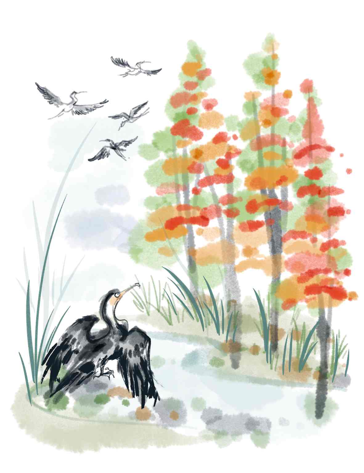 鹭岛寻冬：鸬鹚、落羽杉与异木棉的冬日印记