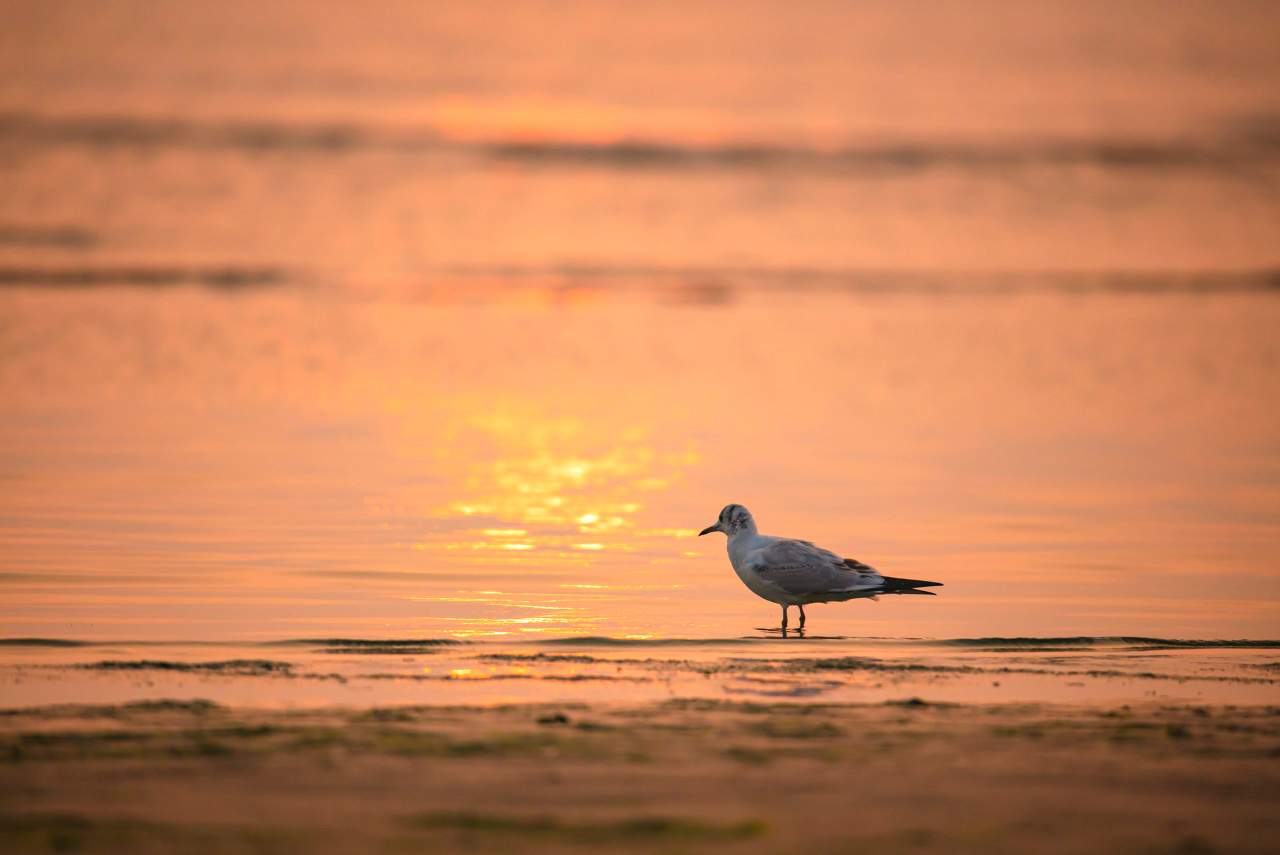 秦皇岛全福楼：百年中餐传承与味觉记忆
