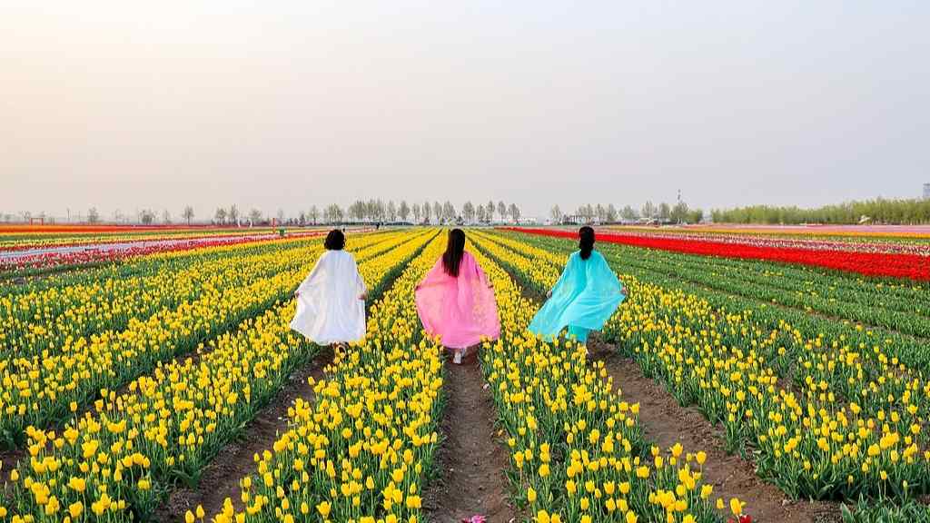 胜日寻芳 93.6%受访者有计划去公园赏花踏青