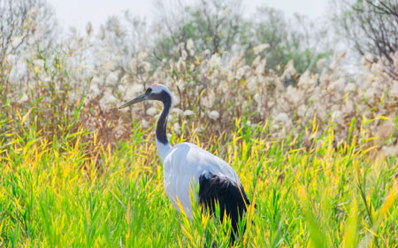 东营城市旅行隐藏玩法大揭秘：连本地人都不知道的10个小众景点..