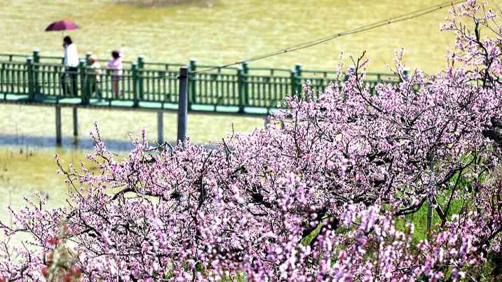 千亩桃林与油菜花海 春日旅游带动乡村经济发展