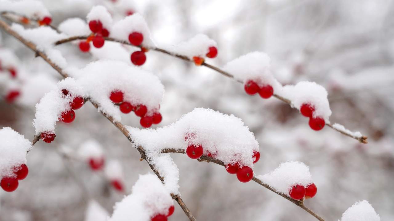 大寒时节寒中蕴暖的生活智慧与季节轮转