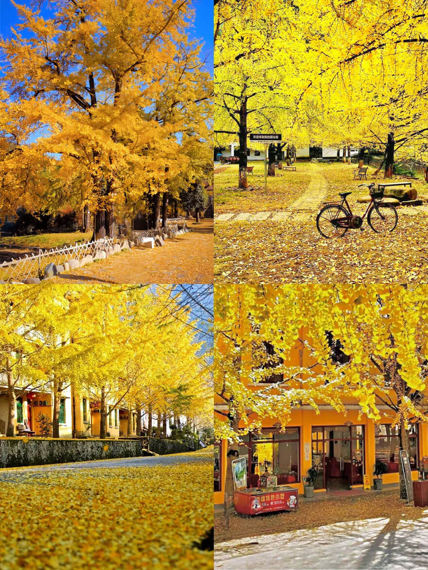 11月份广东 韶关·南岭.jpg