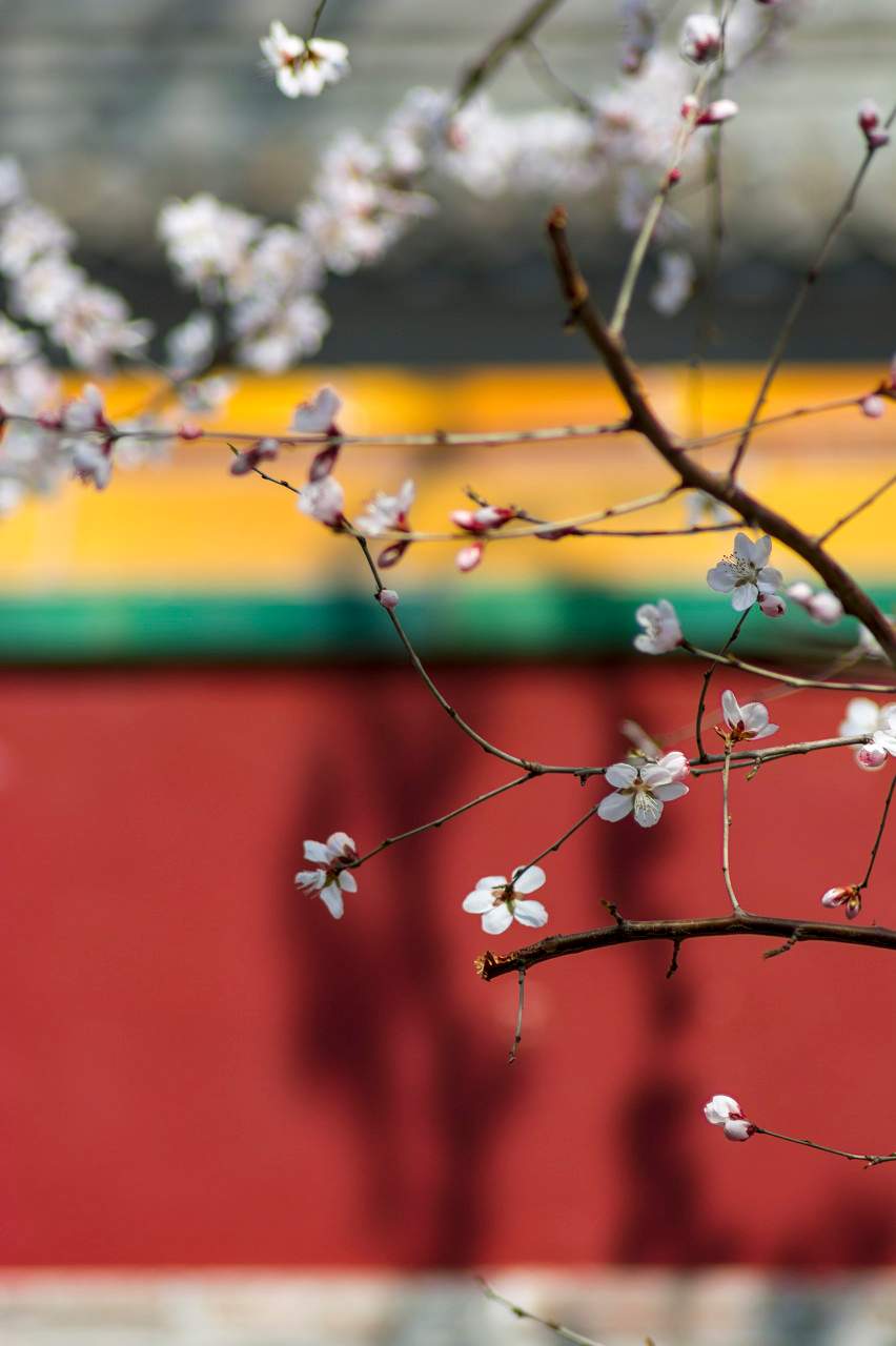 立春燂春民俗：浙南樟木熏燎驱邪迎新传统习俗