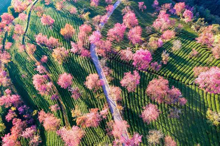 立春时节万物复苏，传统文化中的节气智慧与生活美学