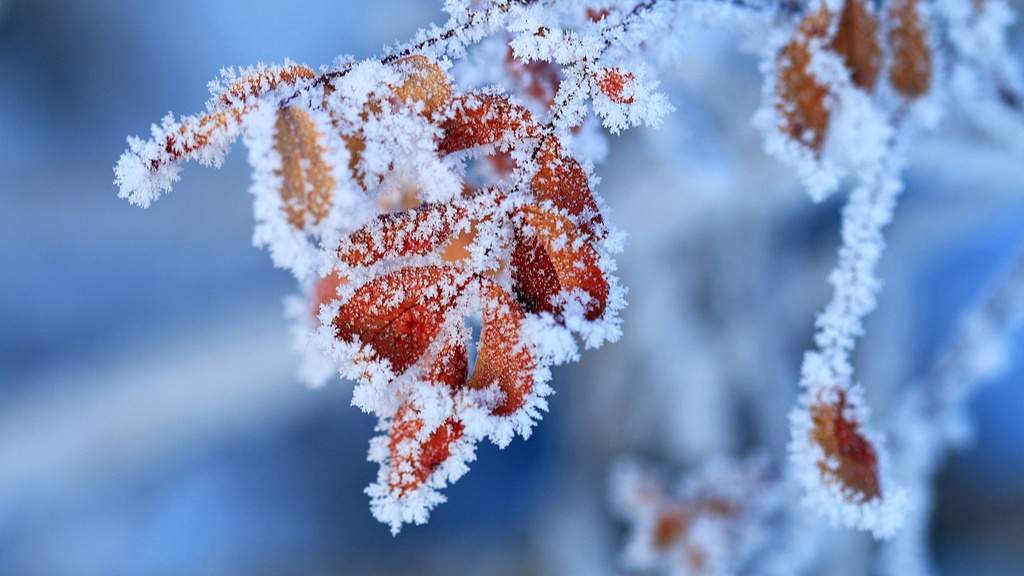 立冬节气的文化内涵与传统习俗探析