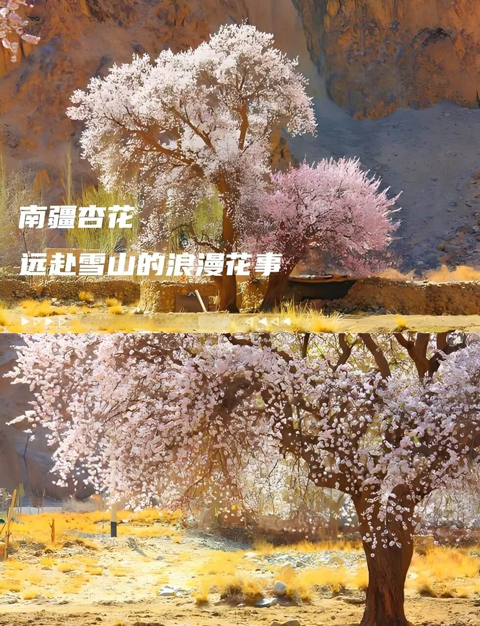 新疆帕米尔高原杏花攻略：塔吉克族春日秘境之旅