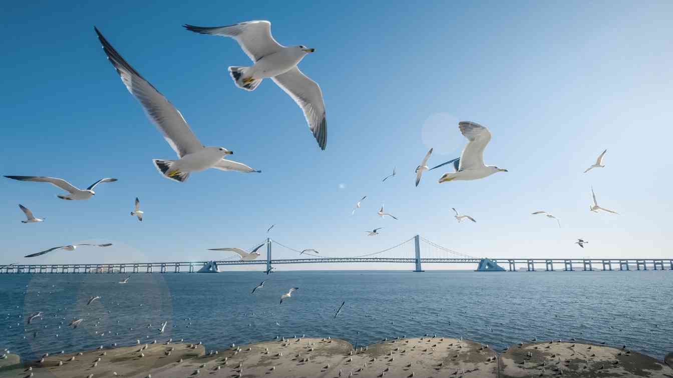 大连湖北将实施境外旅客购物离境退税政策