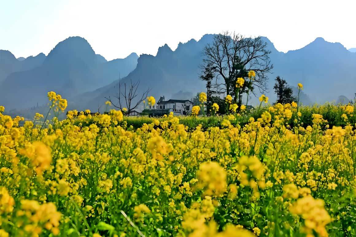 油菜花季摄影.jpg 油菜花季摄影.jpg