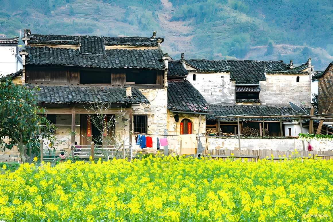 婺源油菜花摄影机位大全：徽派古村春日大片拍摄攻略