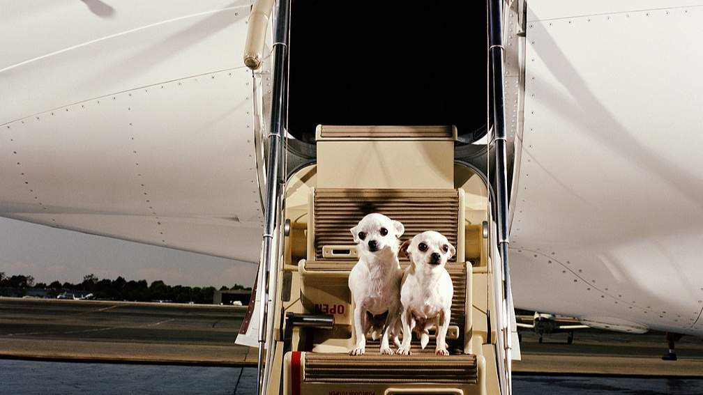 宠物进客舱服务成航司新收益增长点，单程收费最高2000元