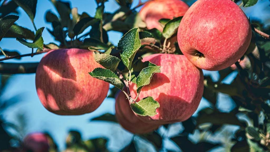 甘肃苹果丰收季开启 崇信县早熟苹果采摘正当时
