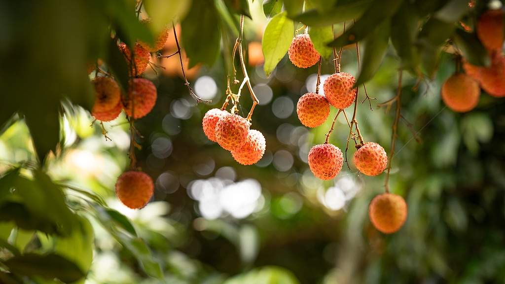 荔枝文化现象背后的文旅深度融合产业发展新路径