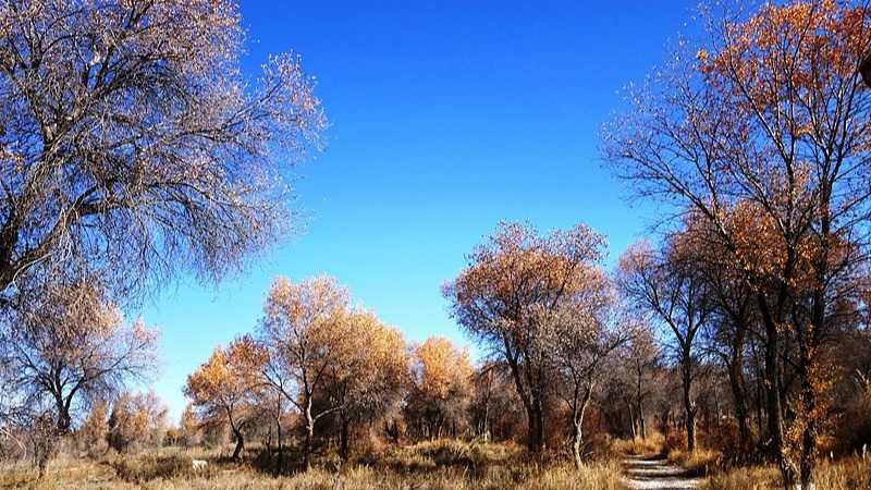 泽普县第六届丝路文化胡杨节10月24日开幕 8大主题活动邀您赏金秋胡杨