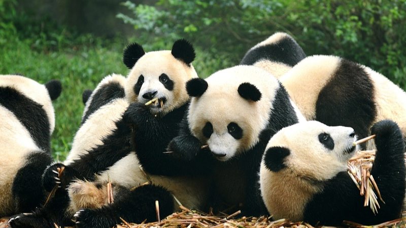 四川推出10条世运会入境游线路 打造文化旅游新体验