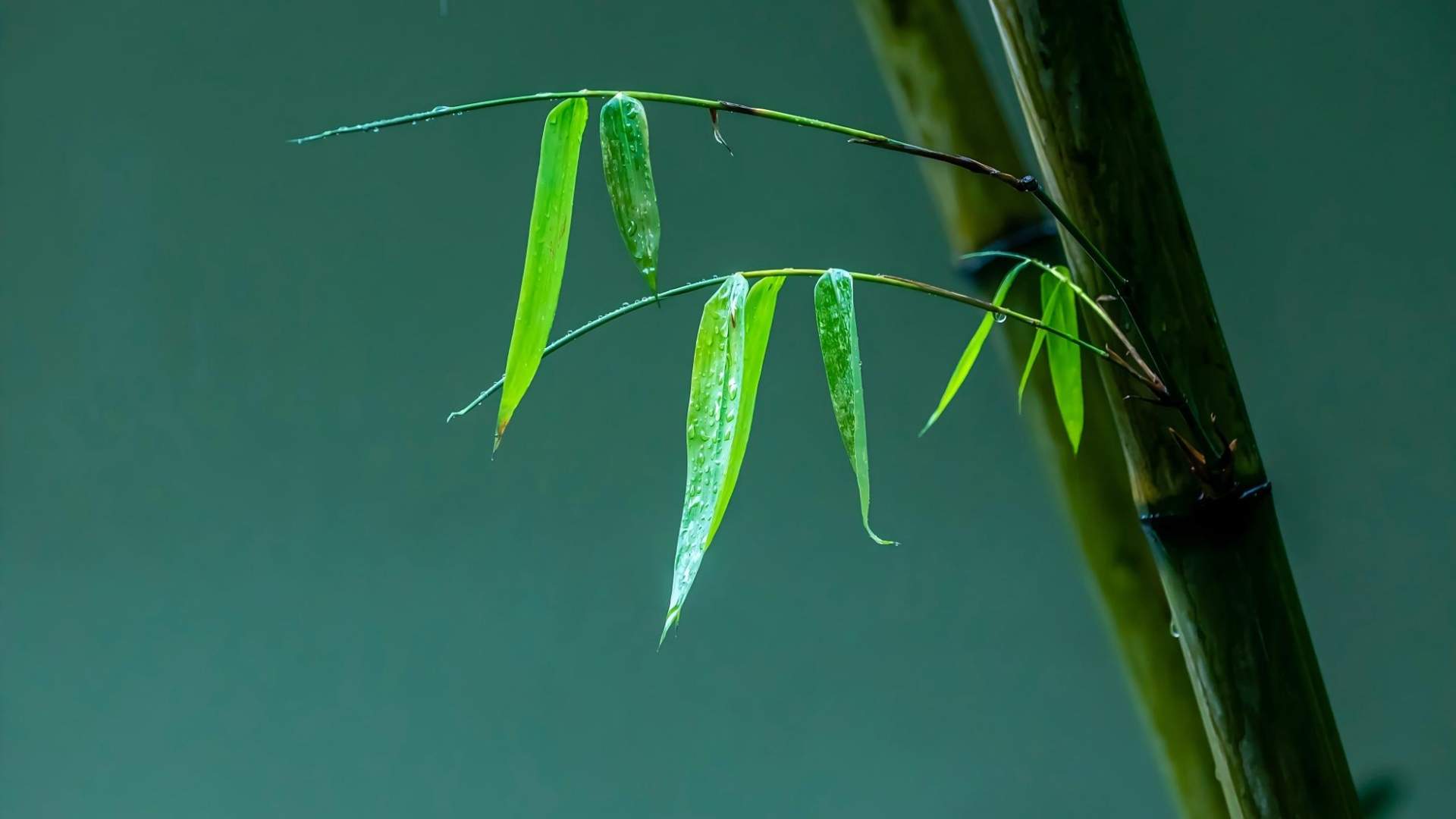 道明竹编传承千年技艺，古老非遗焕发时代新生