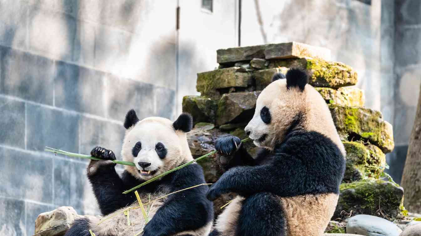 熊猫雅安生态旅游品牌战略挑战与突破解析