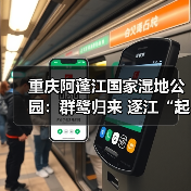 重庆阿蓬江国家湿地公园:群鹭归来 逐江“起舞”(图4) 重庆阿蓬江国家湿地公园:群鹭归来 逐江“起舞”(图4)