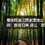 重庆阿蓬江国家湿地公园:群鹭归来 逐江“起舞”(图1) 重庆阿蓬江国家湿地公园:群鹭归来 逐江“起舞”(图1)