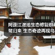 阿蓬江湿地生态修复群鹭归来 生态奇迹再现乌江画廊