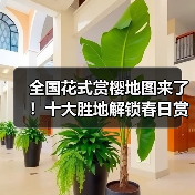 全国花式赏樱地图来了！十大胜地解锁春日赏花（图2）